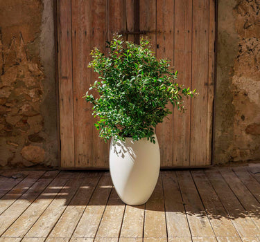 Vaso redondo ALOE 45