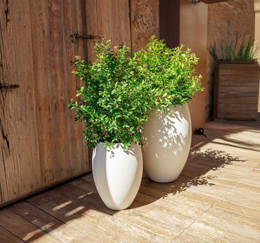 Vaso redondo ALOE 45