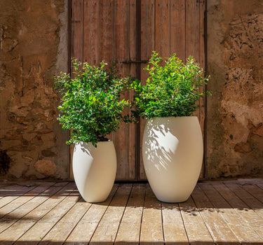 Vaso redondo ALOE 55