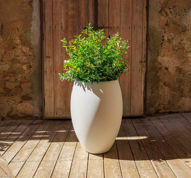Vaso redondo ALOE 55