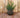 Vaso redondo BEGONIA 80 HIGH