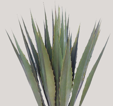 CACTO AGAVE COM VASO 103CM