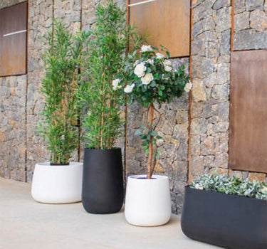 VASO REDONDO CAMELIA HIGH COLORIDO