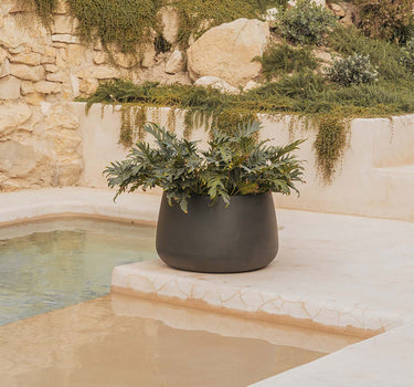 VASO REDONDO CAMELIA HIGH COLORIDO