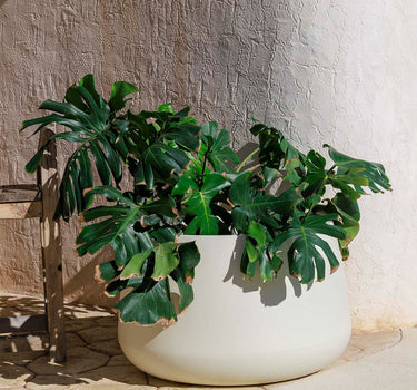 CAMELIA Vaso redondo 80 