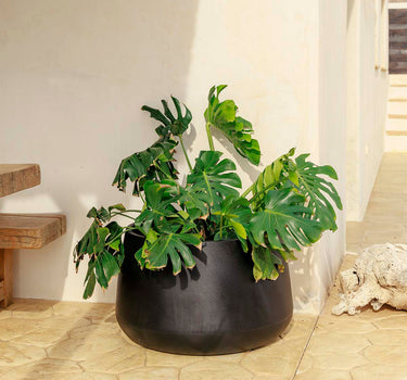 CAMELIA Vaso redondo 60 
