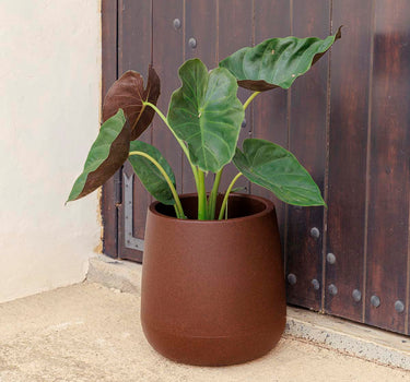 Vaso redondo Camelia 40