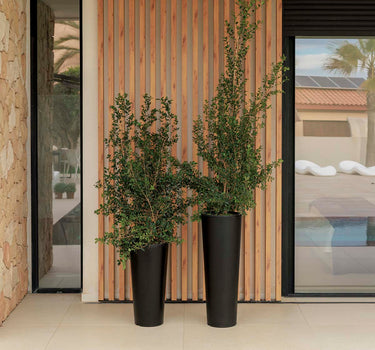 Vaso redondo FICUS 60