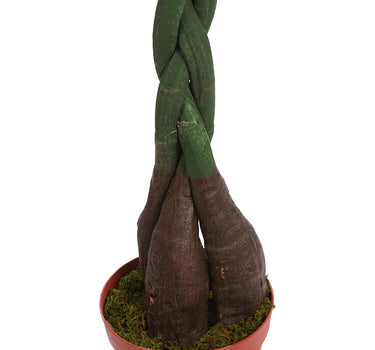 PACHIRA ARTIFICIAL COM VASO 150 CM