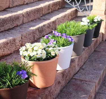 Gekleurde Plantenbak PETUNIA