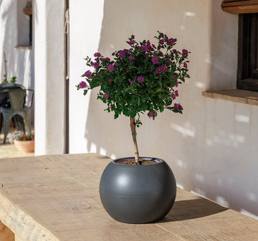 Vaso redondo DALIA 50
