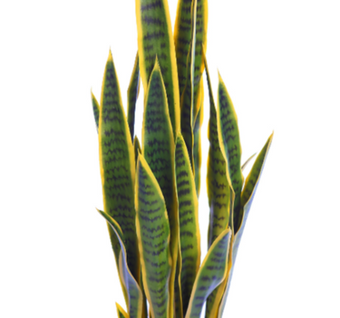 SANSEVIÉRIA VERDE 100CM