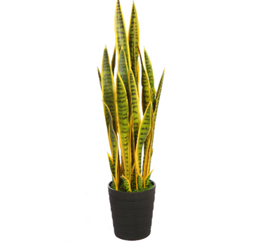 SANSEVIÉRIA VERDE 100CM