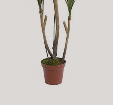 YUCA ARTIFICIAL EM VASO 185CM