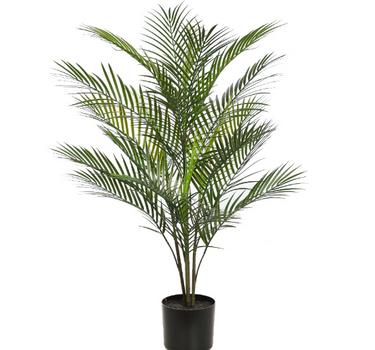 Areca palmboom 90cm