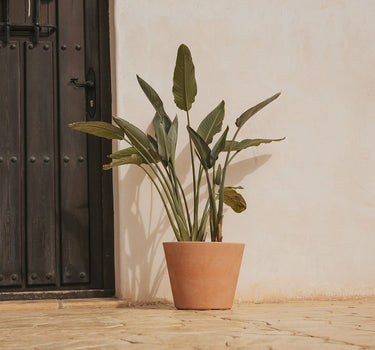 Vaso PETUNIA
