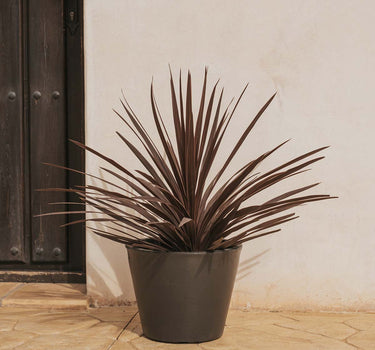 Vaso PETUNIA